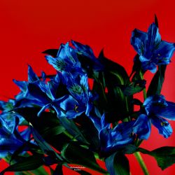 En rojo y azul