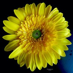 Flores y plantas