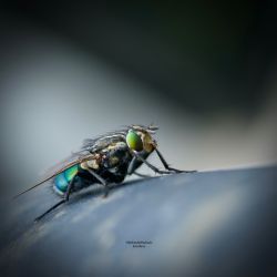 Macrofotografía